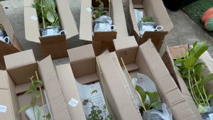 Сегодня рассаживаю растишки полученные с Озон.