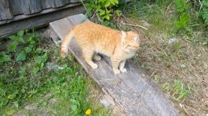 С котом