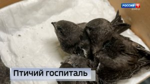 Птичий госпиталь