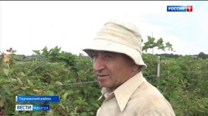 Пять тонн ежевики собрали в Теучежском районе всего за две недели.
