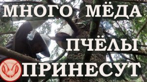Очень много мёда пчёлы принесут