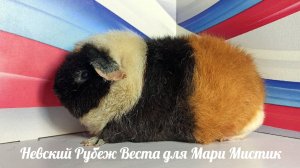 Веснушка, Марсель и Лагерта #морские_свинки #американский_Тедди #Мари_мистик
