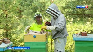 Пчеловоды Кировской области собирают урожай мёда