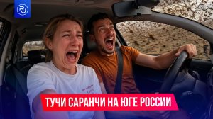 Саранча атаковала Калмыкию и Дагестан