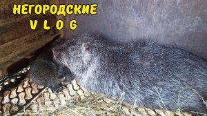 Нутрята от соседа? 22.07.26