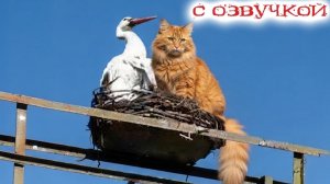 Приколы с котами! Смешные коты - С ПРИКОЛЬНОЙ ОЗВУЧКОЙ! Самые Смешные Животные