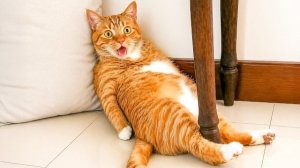Постарайся Не Смеяться! Оранжевые кошки - лучшие комики в мире
