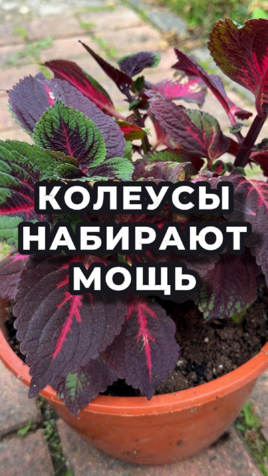 🌿 ДВА КОЛЕУСА В ОДИН ГОРШОК — ИДЕЯ ТОП! 🌿