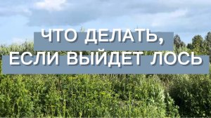 Высматриваю лося, стою в поле, что делать