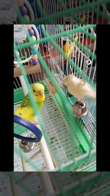 показываю настроение Кеши часть 1