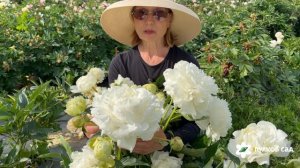 Mrs J.V. Edlund peony. Мрс Джей.Ви. Эдлунд пион. Пулков сад (2026 г.)