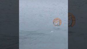 Настоящих морских гигантов сняли рыбаки на видео во Владивостоке