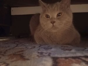 игра