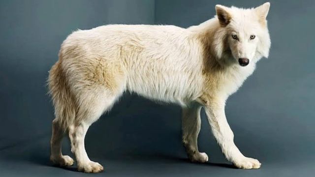 Реконструкция голоса Dire Wolf
