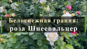 Белоснежная грация: роза Шнеевальцер