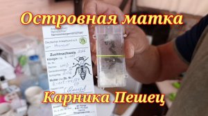 Островная матка Карника Пешец F0 от Сергея Рауша.