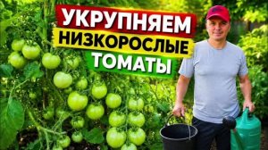 Подкормка низкорослых томатов во второй половине лета на укрупнение плодов 🍅
