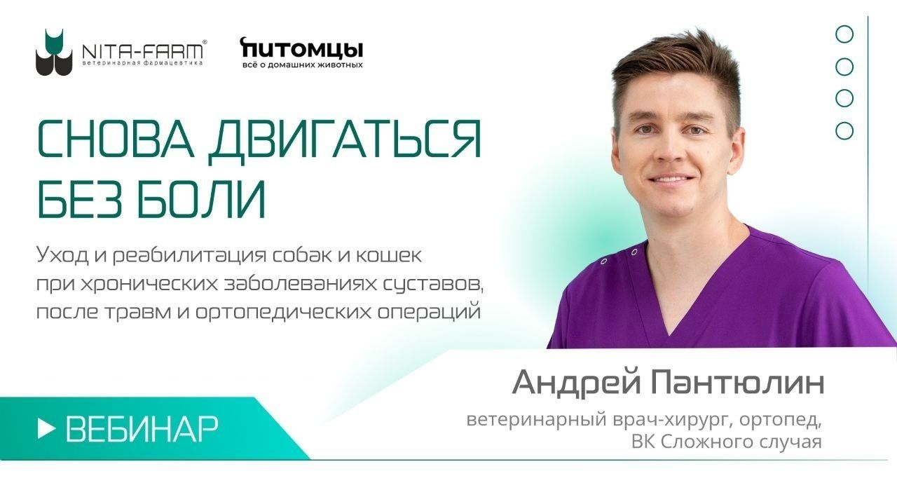 Вебинар: Снова двигаться без боли смотреть онлайн