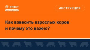 Как взвесить взрослых коров и почему это важно?
