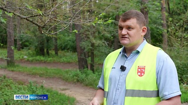 В Воронеже Россельхознадзор рассмотрел жалобу о массовом повреждении насекомыми вязов