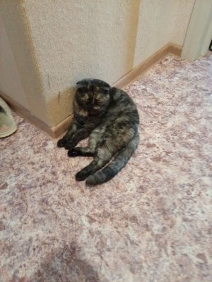 стрим 1