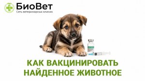 Как вакцинировать найденное животное