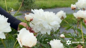 Nick Shaylor peony. Ник Шейлор пион. Пулков сад (2026 г.)