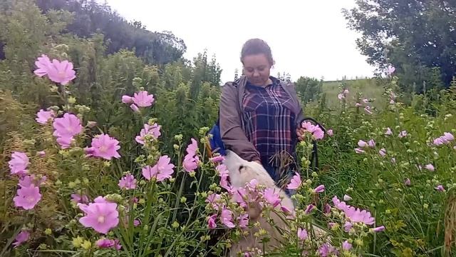 пиренейская горная собака. питомник Князь Харитон