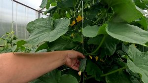 🥒 ОГУРЦЫ ЗАВАЛИЛИ УРОЖАЕМ!! ЗДОРОВЫЕ РАСТЕНИЯ БЕЗ ПРОБЛЕМ!!