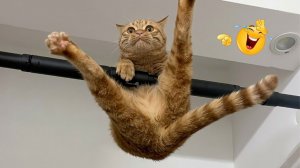 СМЕШНЫЕ КОТЫ | ЛУЧШИЕ ПРИКОЛЫ С КОТАМИ, СОБАКАМИ, КОШКИ, СОБАКИ, ЖИВОТНЫЕ, СМЕШНОЕ ВИДЕО