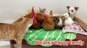 Петух, утка, курица, кролик и собака ждут, когда Китти вернется домой! Очень милый