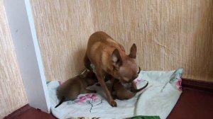 Готовлю обед 🥘 ПИКСИКИ 🐶 Всё своё. Зита и Гита 🐷