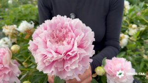 Pink Parfait peony. Пинк Парфэй пион. Пулков сад (2026 г.)
