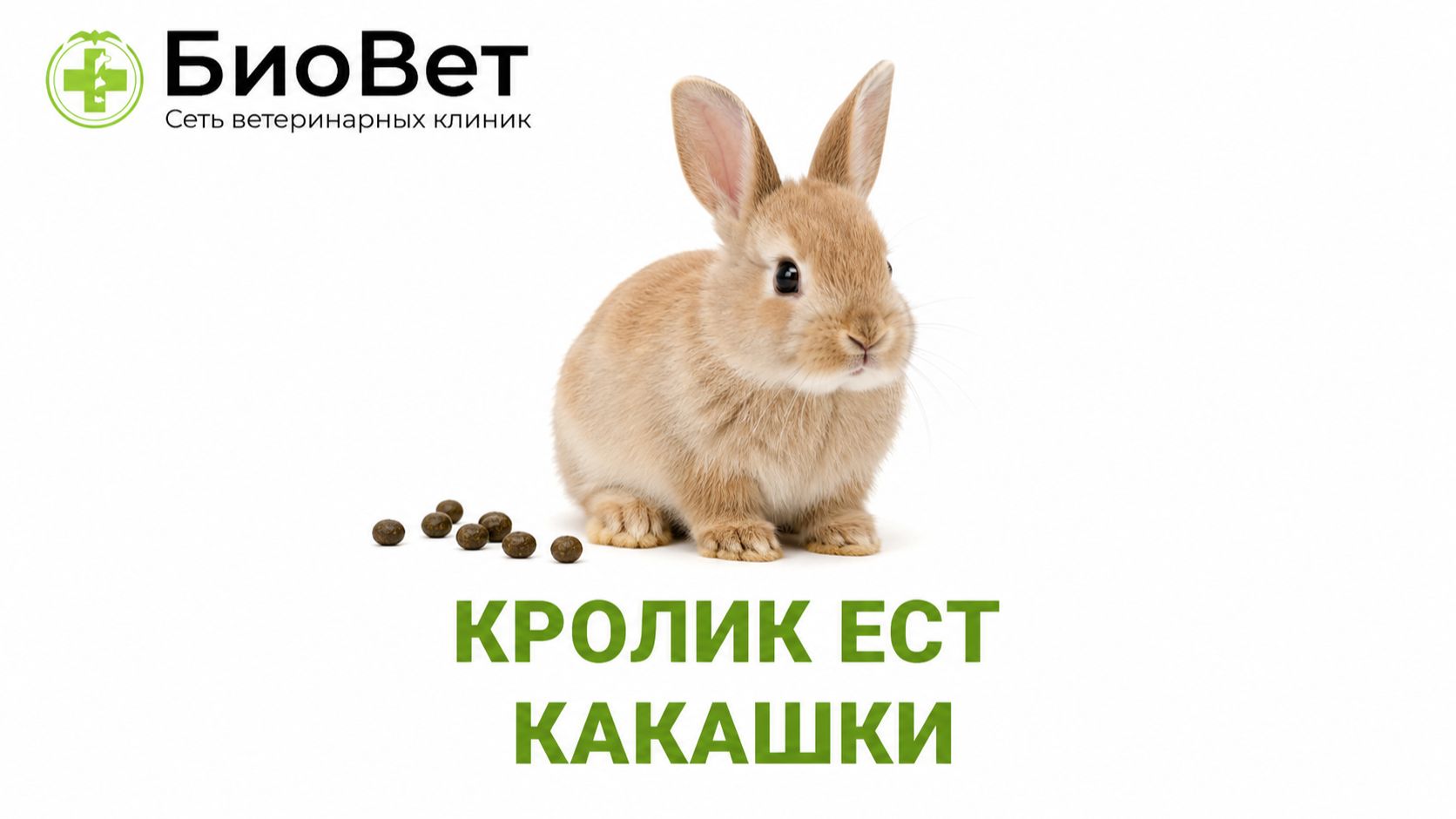 Кролик ест какашки