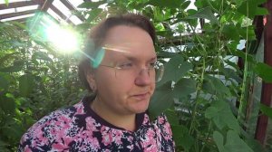 Партенокарпические или пчелоопыляемые огурцы. Какие лучше?
