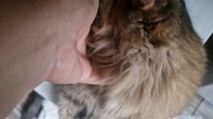 КОШЕЧКА ТАРА😸🥰💯💥