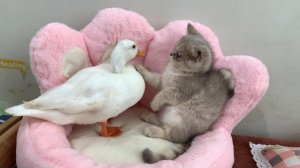 Перегрузка миловидности! Утка забирает кровать кошки, а петух помогает котенку вернуть ее.