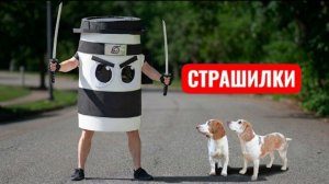 Смогут ли эти собаки победить Капучино Ассассино?