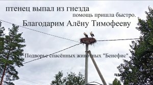 Благодарим Алену Тимофееву за спасение жизни! #подворье_Бенефис
