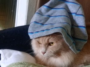 стрим