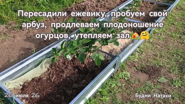 Открываем арбуз. Как продлить плодоношение огурцов! Продолжаем обустройство.