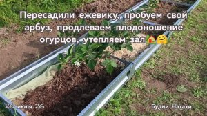 Открываем арбуз. Как продлить плодоношение огурцов! Продолжаем обустройство.