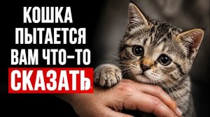 Почему ВАША КОШКА кладёт на вас ЛАПУ？ (Что это на самом деле означает)