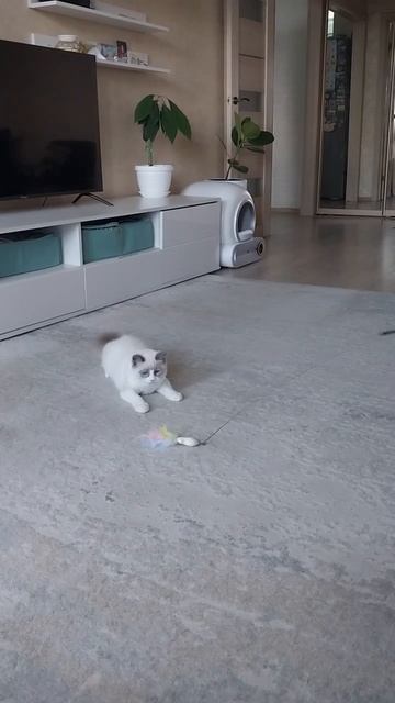 Котята рэгдолл
