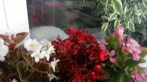 Привезла себе на балкон красоту из сада/ бегония вечноцветущая
