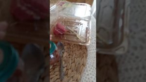 агатуся Реборн