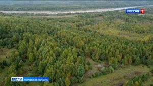 Госдума поддержала предложения Кировской области в поправках в Лесной кодекс