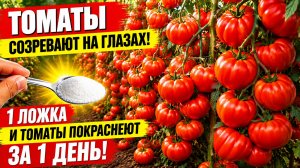 Томаты созревают на глазах! 1 Ложка и томаты покраснеют за 1 день