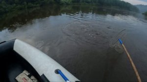судак выскочил из сачка