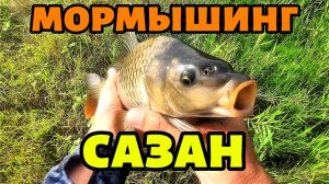 Моя лучшая рыбалка на мормышинг!!! Сазан на спиннинг!!!Nautilus fukuru travel